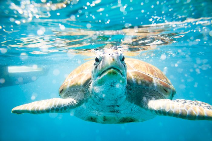 Close up of sea turtle in the Caribbean sea
