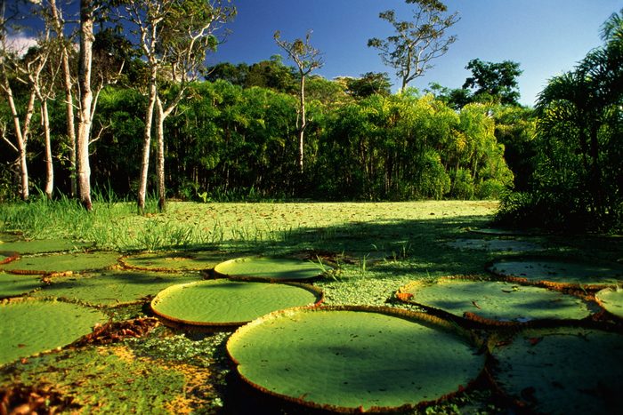 Brazil,Amazon,Giant Victoria Regia Lilypads