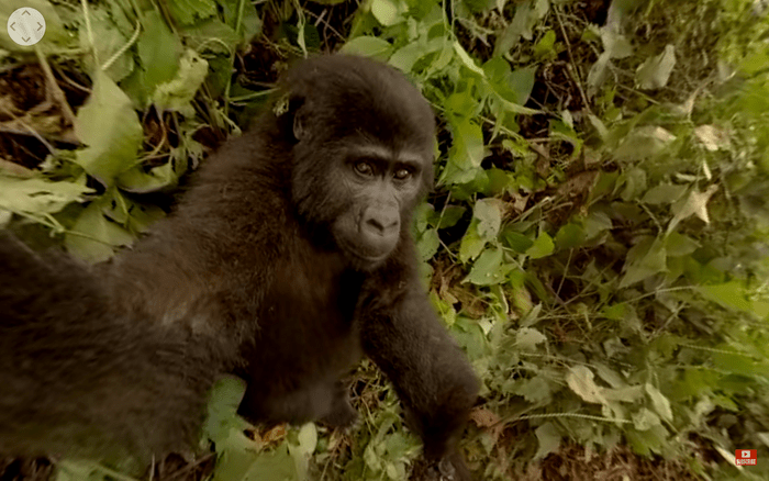 gorilla vr screenshot