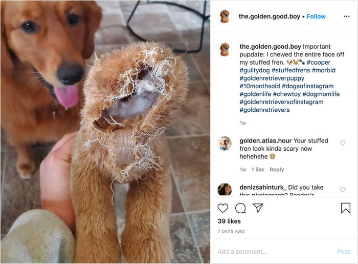 guilty dog the.golden.good.boy on instagram
