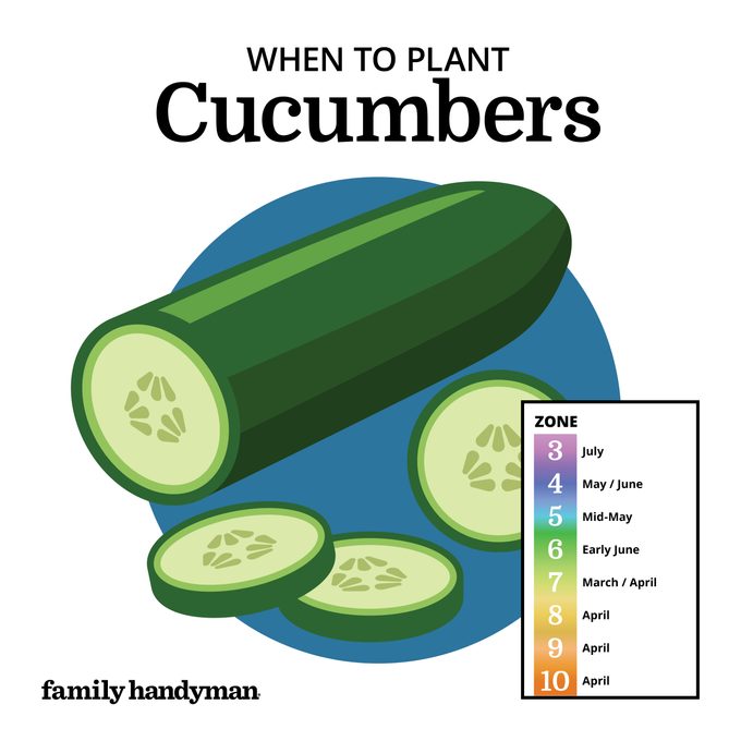 when to plant cucumbers. chart and illustration.