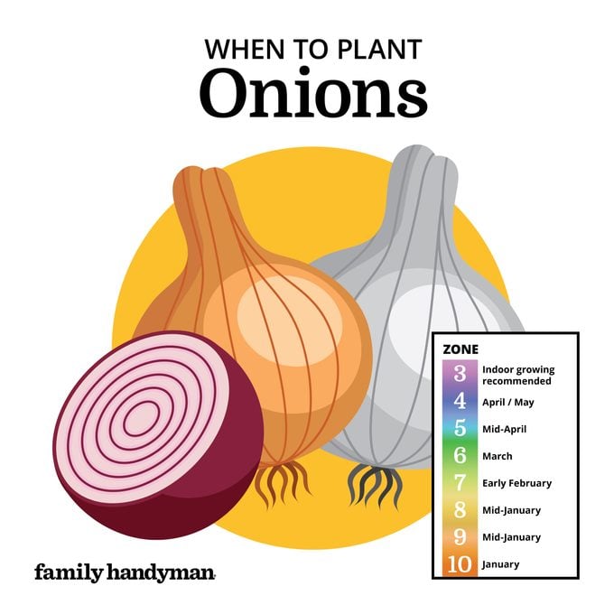 when to plant onions. chart and illustration.