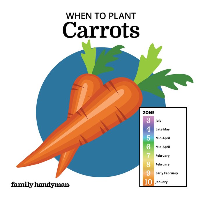 when to plant carrots. chart and illustration.