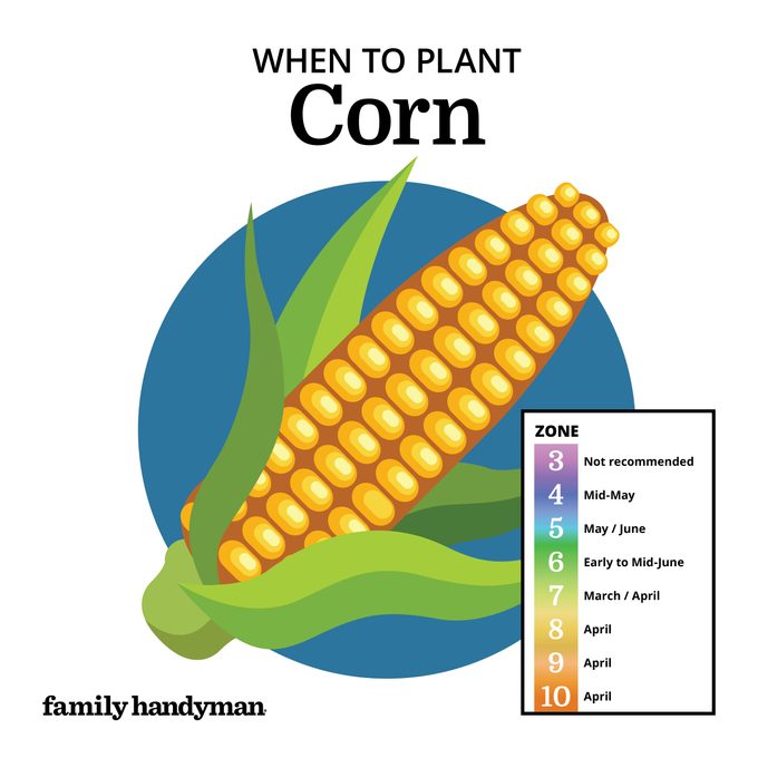 when to plant corn. chart and illustration.