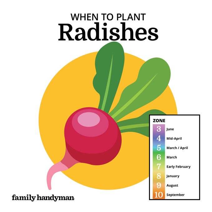 when to plant radishes. chart and illustration.