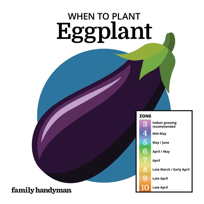 when to plant eggplant. chart and illustration
