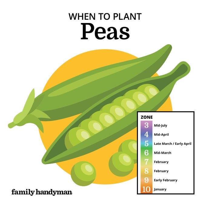 when to plant peas. chart and illustration.