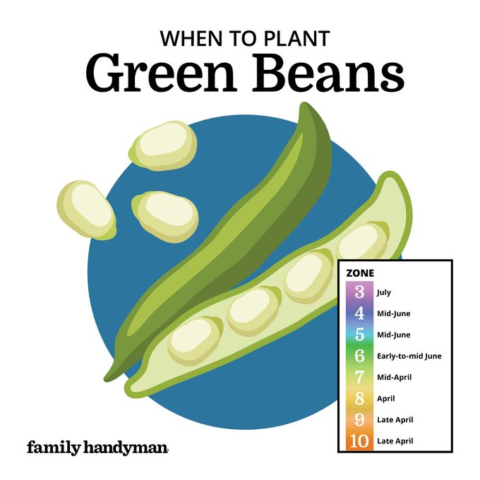 when to plant green beans. chart and illustration.