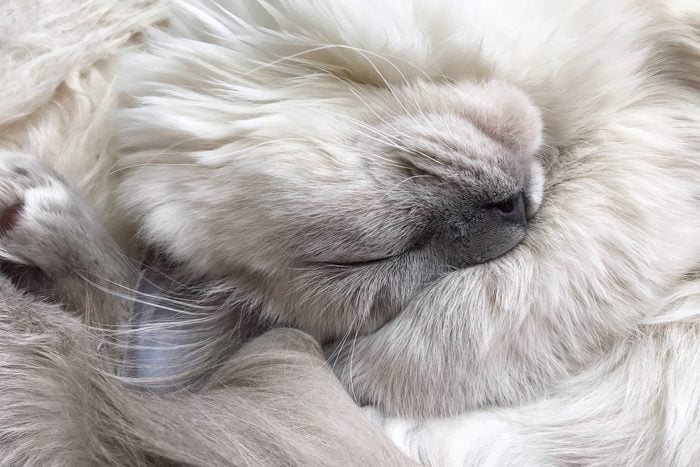 Close up of a Ragdoll Kitten's Whiskers and Paws as He Sleeps, Blue Colorpoint