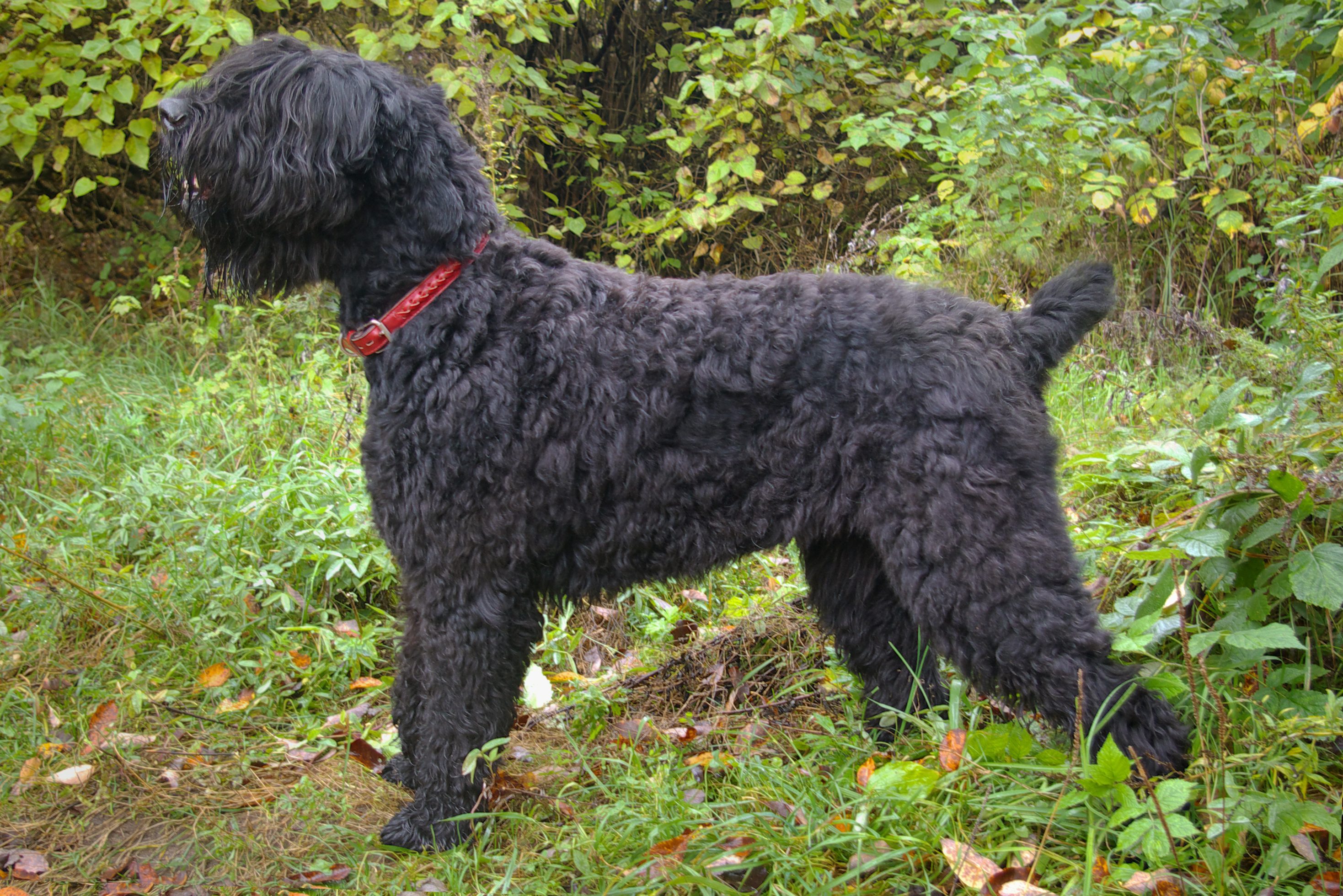 Black Russian Terrier posing in the forest