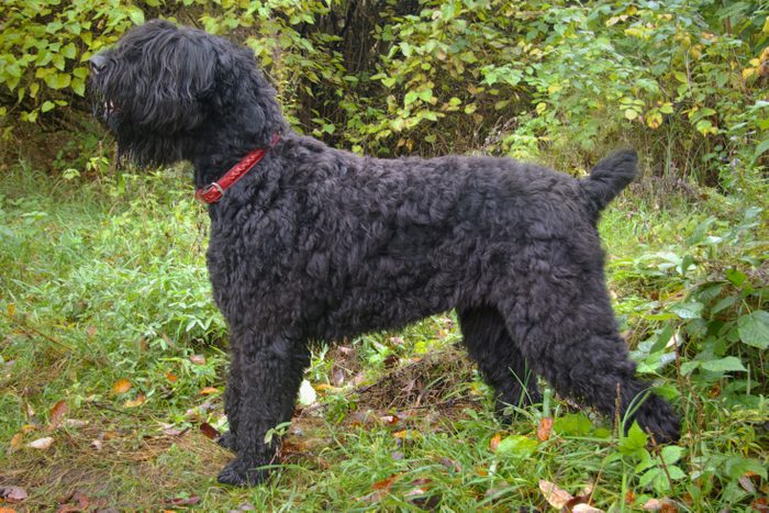 Black Russian Terrier posing in the forest