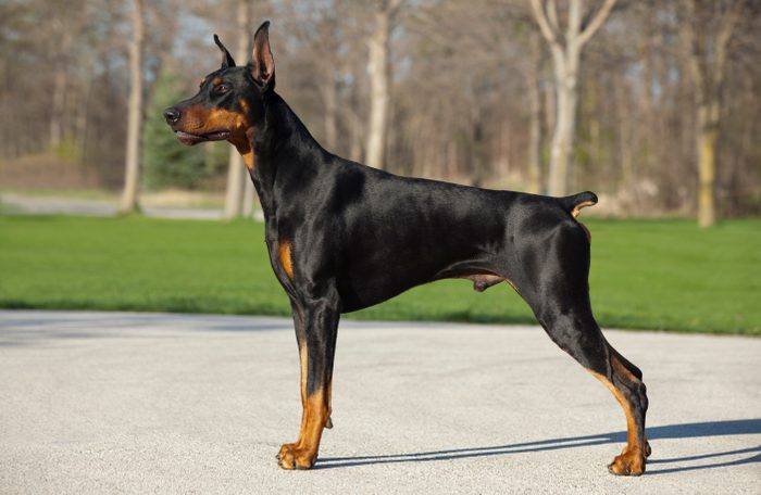 Doberman Pinscher Male Standing; Profile or Stacked Position, Strong, Noble