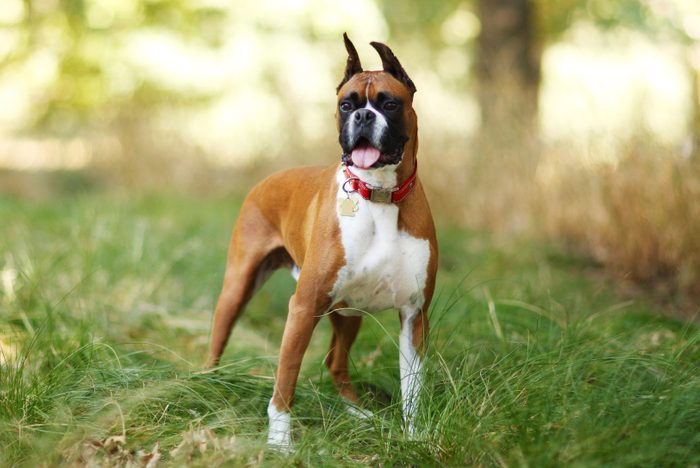 Boxer standing in the tall grass.