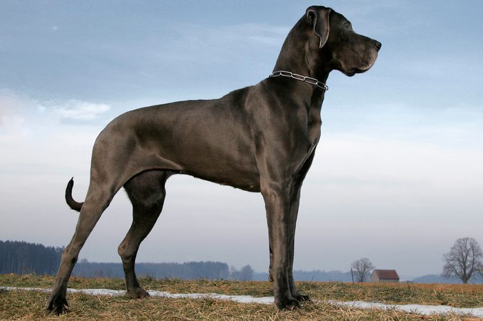 Great dane posing on a cloudy day