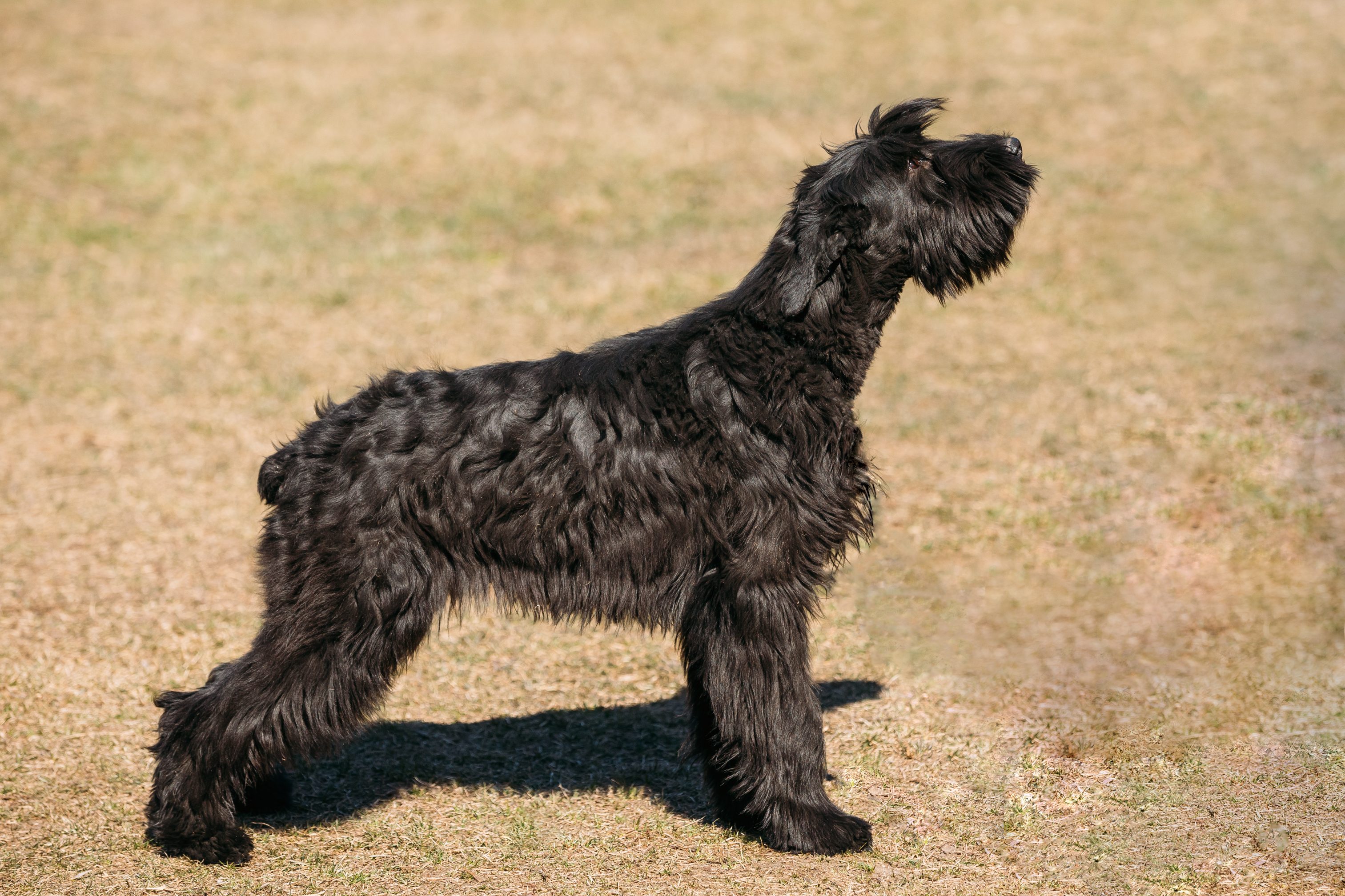 Giant schnauzer waiting at attention
