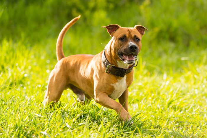 American Staffordshire terrier running in the grass