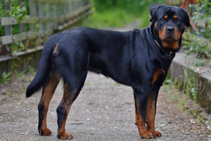 Rottweiler looking back at owner