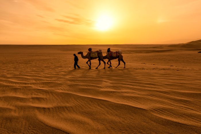 Camel Caravan in Sand Dune