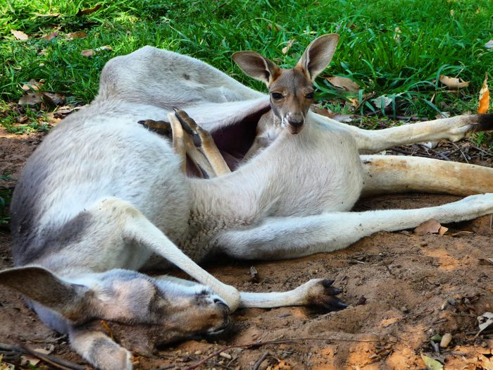 Joey relaxing in kangaroo's pouch