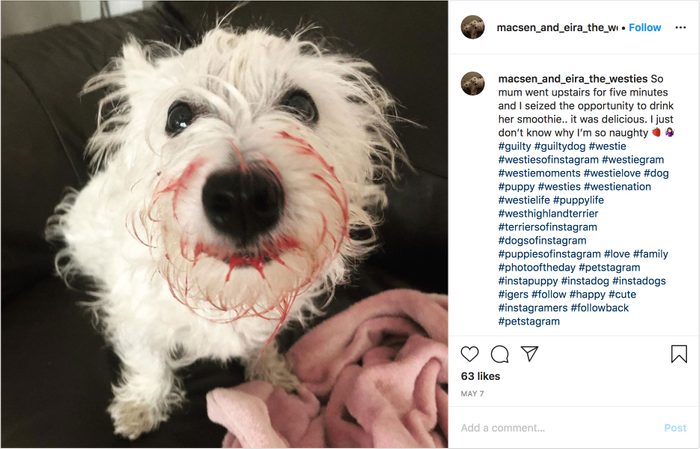 macsen_and_eira_the_westies instagram. guilty dog.