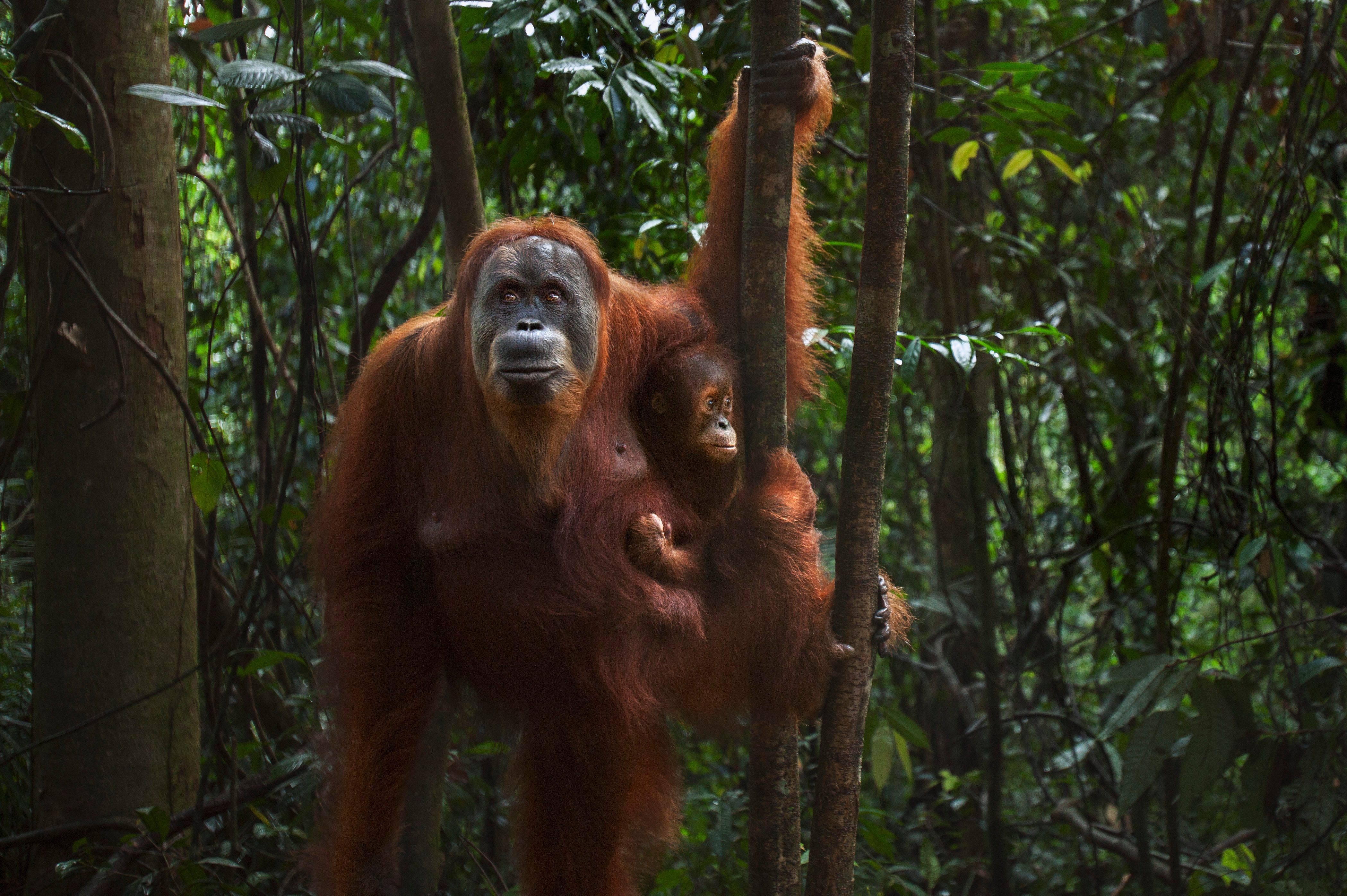 Sumatran Orangutan female 'Suma' aged 36 years carrying her baby daughter 'Sumi' aged 2-3