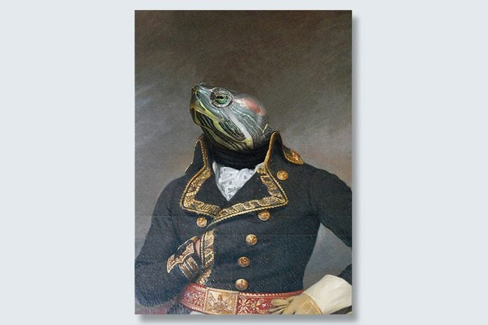 admiral turtle dogeface pet portrait