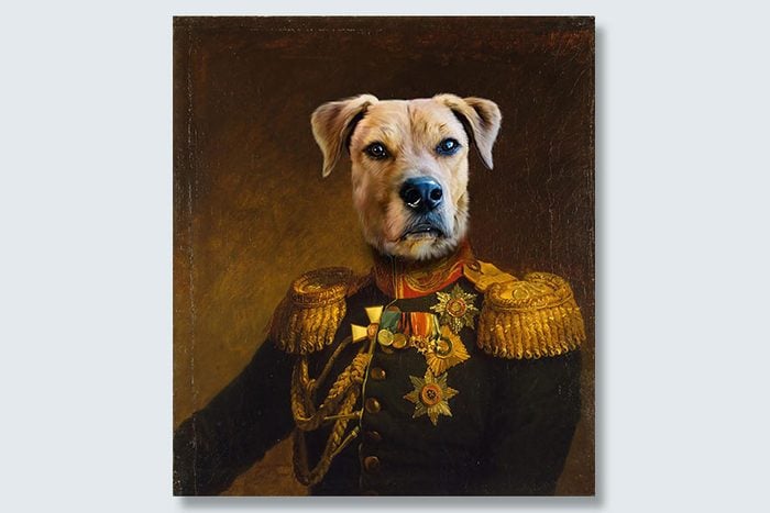 staredown general dogeface pet portrait