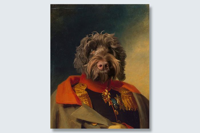 commander doodle dogeface pet portrait