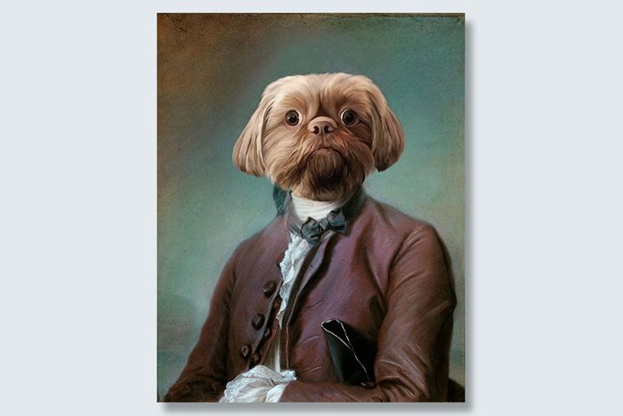wide-eyed dogeface pet portrait