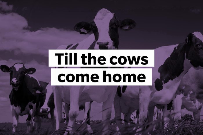 Till the cows come home