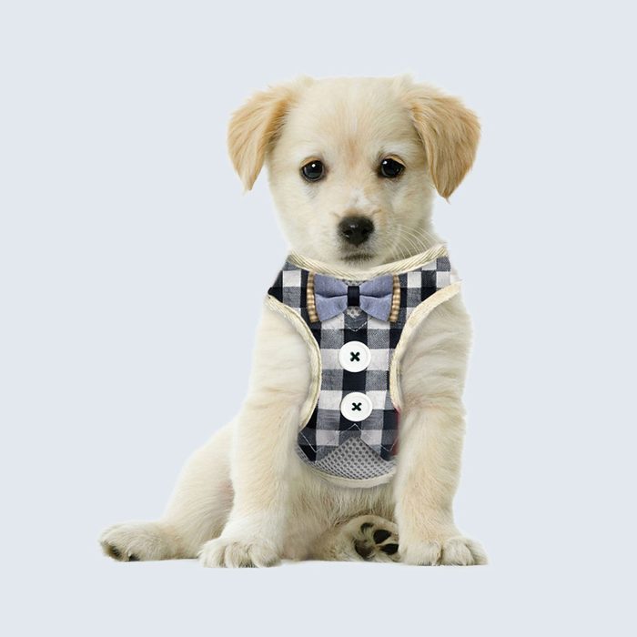 Bark Lover Small Puppy Harness With Bowtie