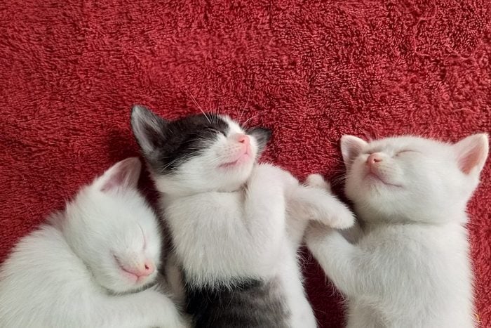Directly Above Shot Of Kittens Sleeping On Red Rug At Home