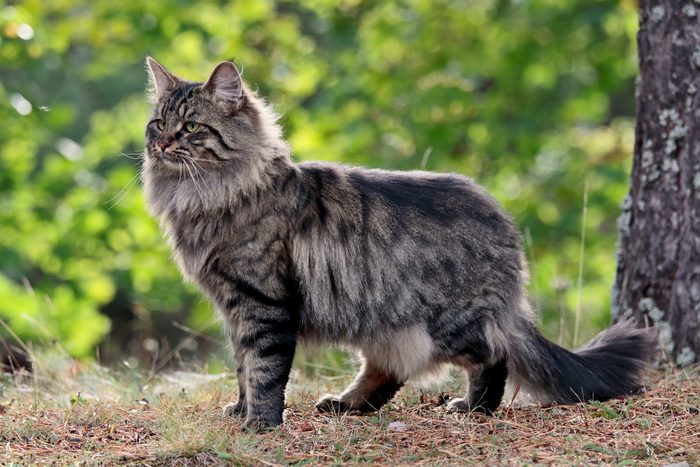 Norwegian forest cat male in forest
