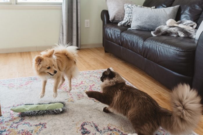 Cat And Dog Playing On Carpet At Home