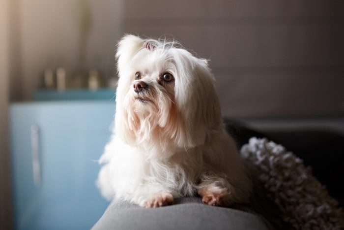 White Lhasa Apso dog portrait