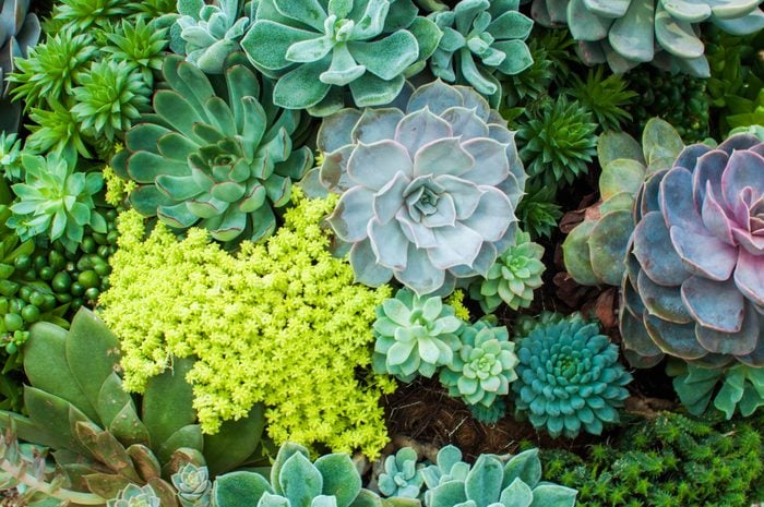 A high angle view of variety of succulent plants