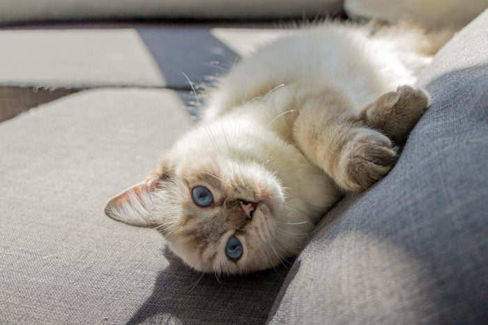 Seal Lynx Ragdoll Cat Laying In Couch