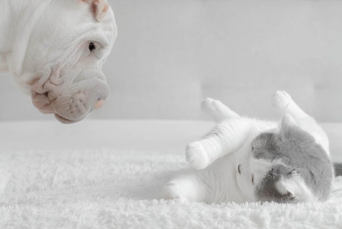 Shar-pei puppy playing with a British shorthair cat