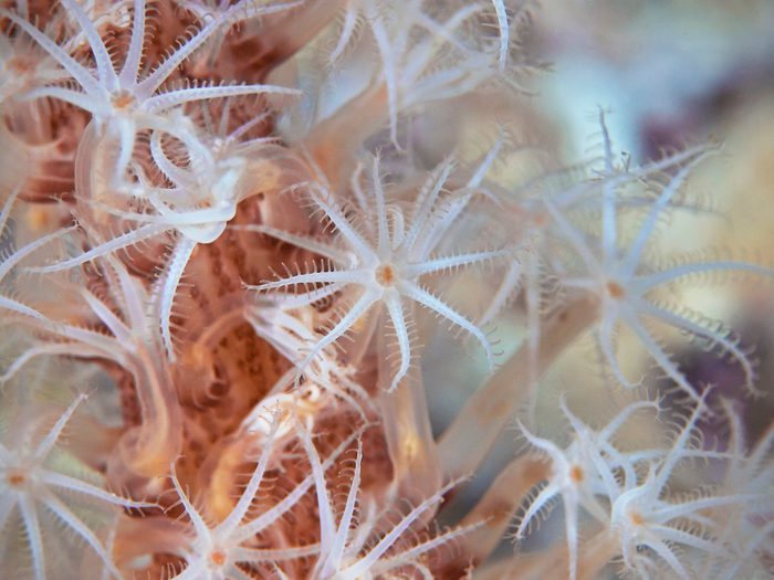 Underwater close-up photography of coral polyps.