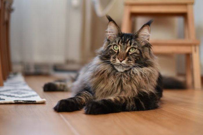 Maine coon cat (MCO)