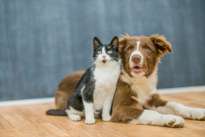 Cute cat and dog portrait