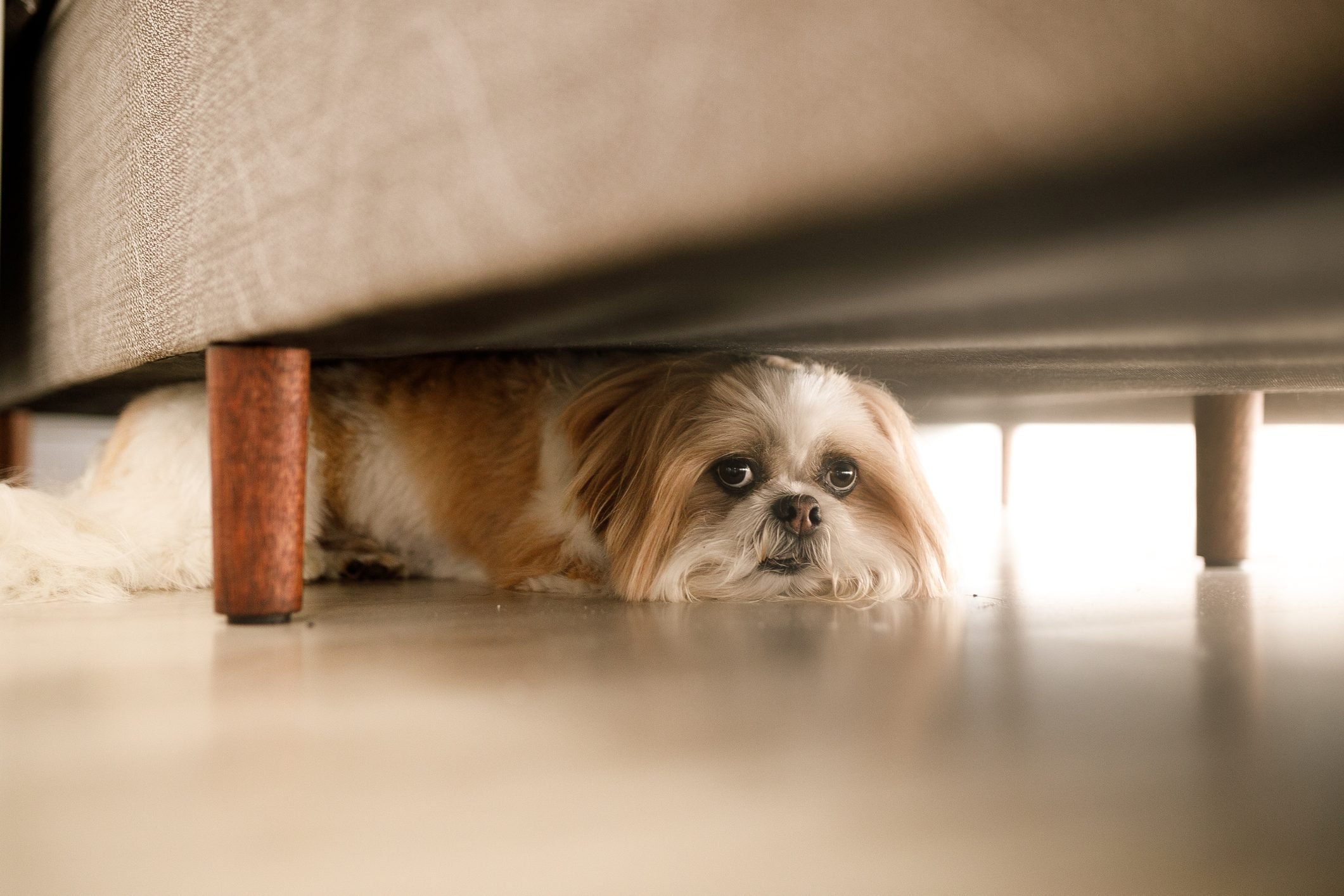 Why Are Dogs So Scared of Fireworks? | Reader&#39;s Digest