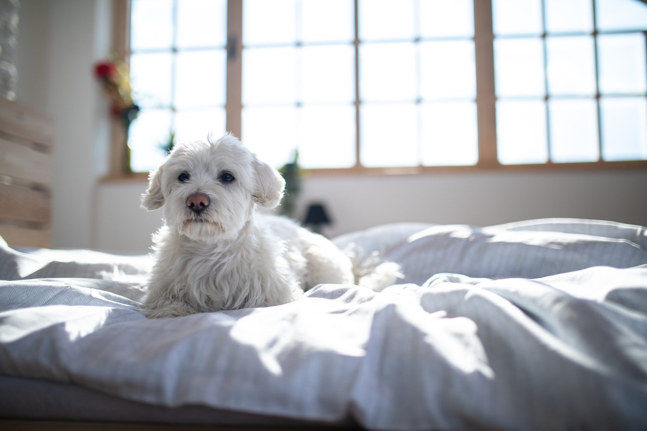 Maltese dog on bed in bedroom