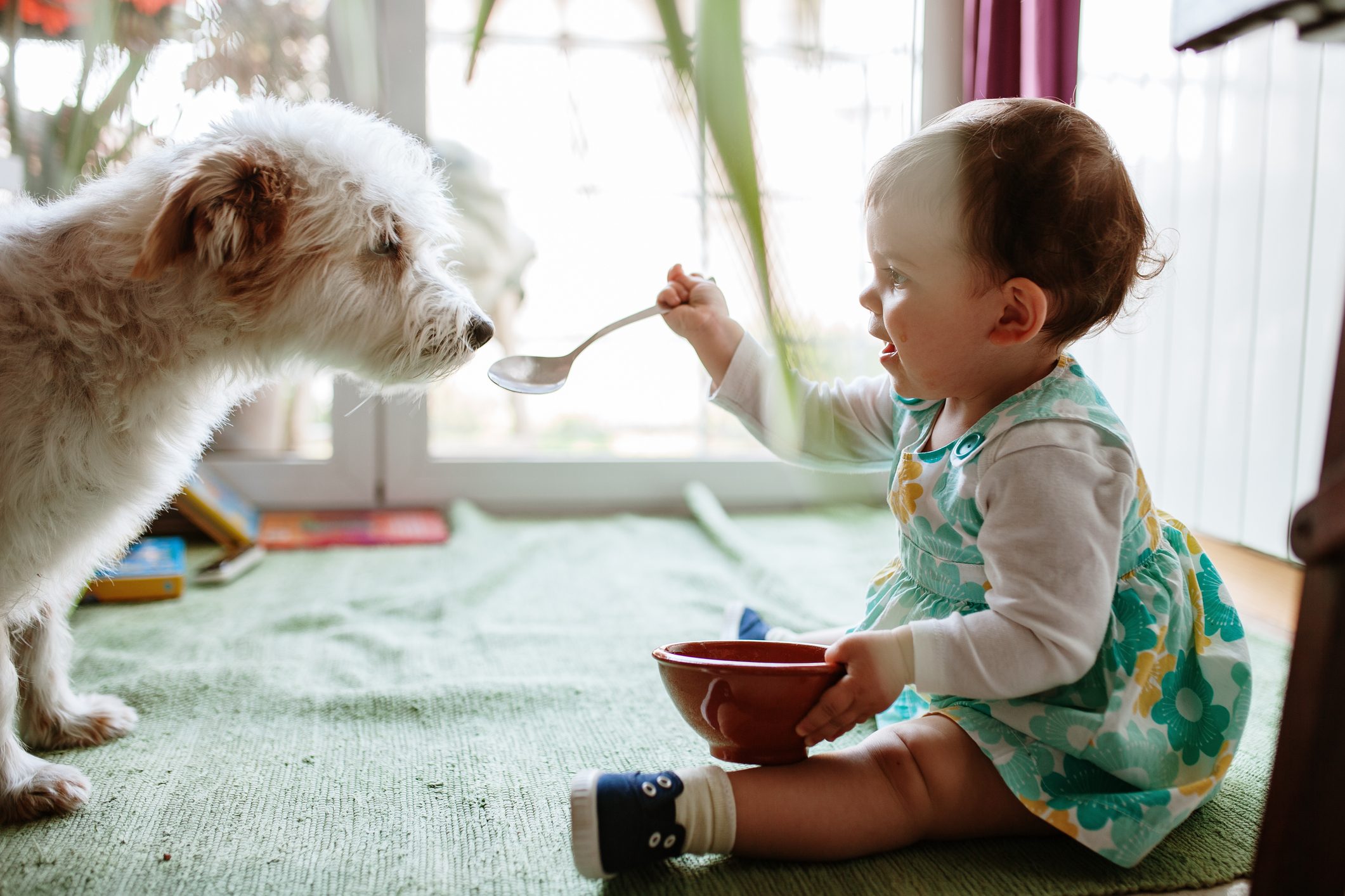 Side View Of Girl Feeding Dog At Home