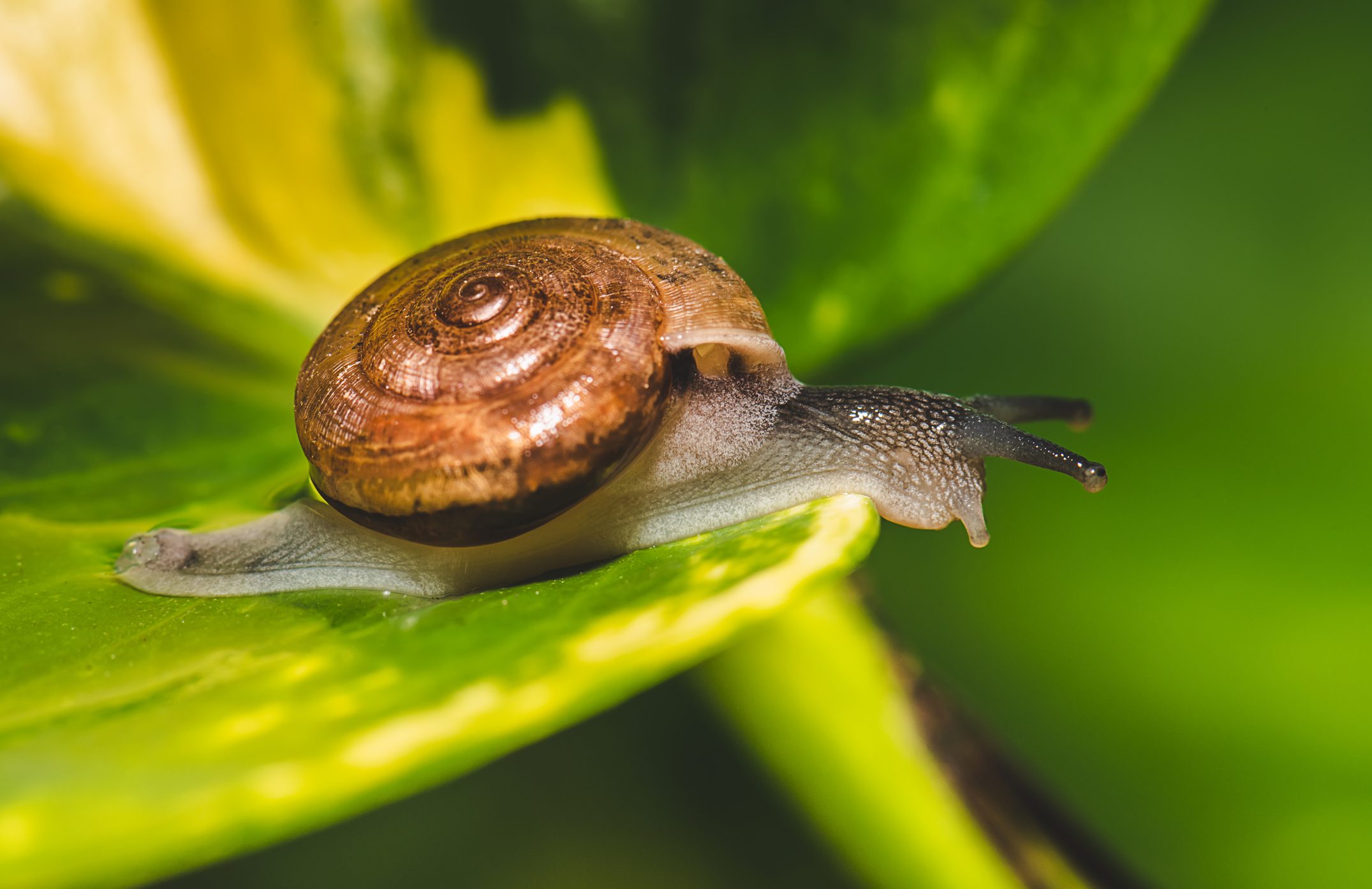 Small brown snail on green leaf.