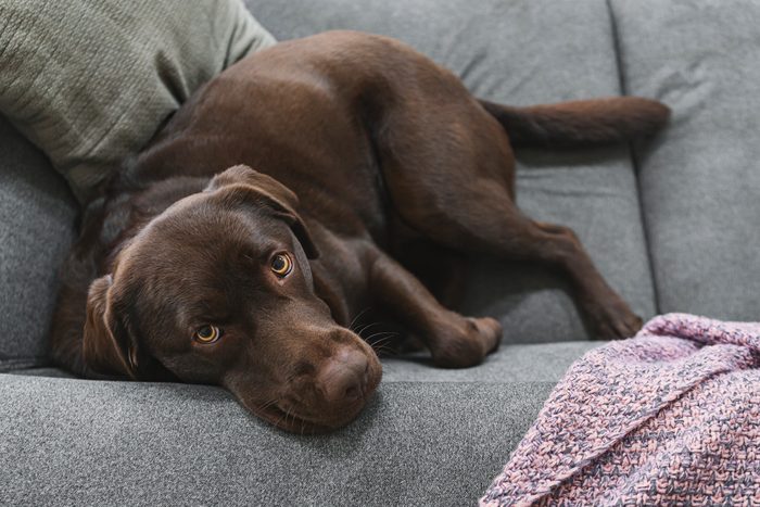scared and anxious Chocolate labrador on a couch looking up to camera