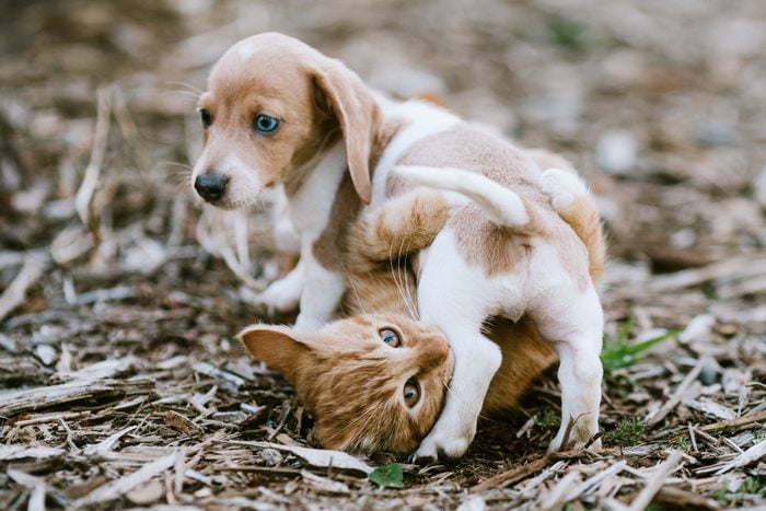 A Kitten and Dachshund Puppy Wrestle Outside