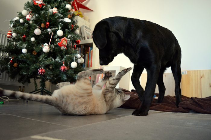 Cat Playing With Dog On Floor During Christmas