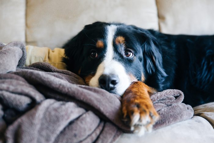 Bernese Mountain Dog, Cute Dog, Family Pet, Family Dog, Dog on Couch