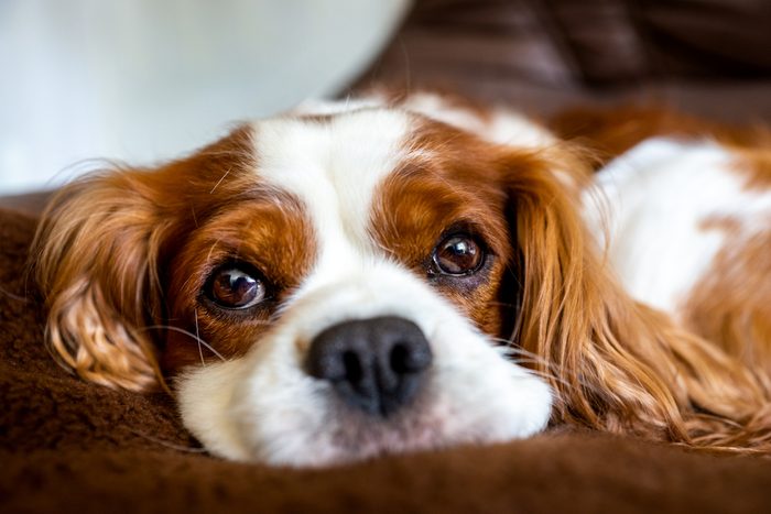 Close-Up Portrait Of Dog Lying On Bed